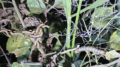 Didugua argentilinea