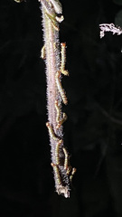 Didugua argentilinea