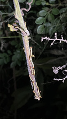 Didugua argentilinea