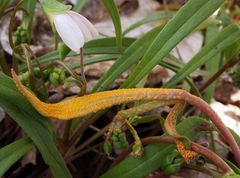 Puccinia mariae-wilsoniae