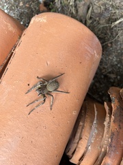 Phoneutria