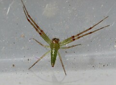 Cetratus