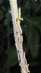 Didugua argentilinea