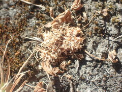 Trifolium suffocatum