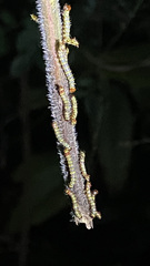 Didugua argentilinea