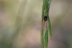 Dermacentor occidentalis