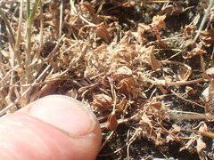 Trifolium suffocatum