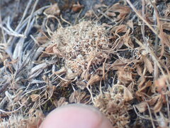 Trifolium suffocatum