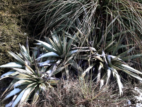 Image of Celmisia coriacea by (c) naturewatchwidow, some rights reserved (CC BY)