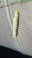 Evergestis forficalis