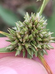 Cyperus lupulinus