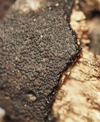 Annulohypoxylon atroroseum