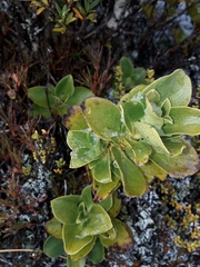Coprosma serrulata