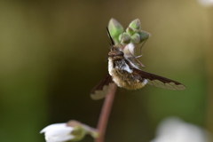 Bombylius anthophilus