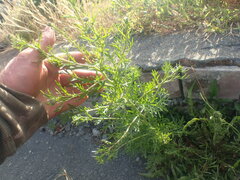 Lepidium bonariense