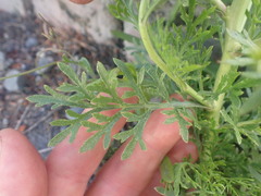 Lepidium bonariense