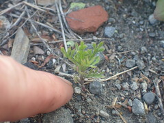 Lepidium bonariense