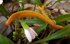 Puccinia mariae-wilsoniae