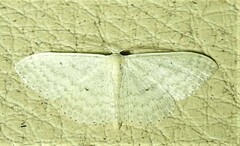 Scopula optivata
