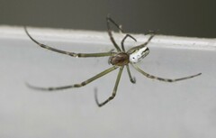 Leucauge dromedaria