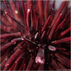 Mesocentrotus franciscanus