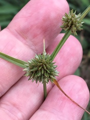 Cyperus lupulinus