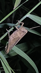 Schistocerca impleta