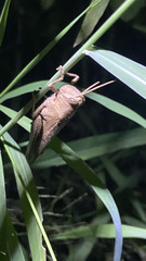 Schistocerca impleta