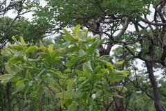 Terminalia brachystemma