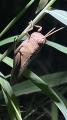 Schistocerca impleta