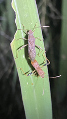 Burtinus notatipennis