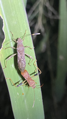 Burtinus notatipennis