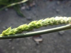 Cynosurus cristatus