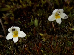 Euphrasia integrifolia