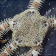Amphiodia occidentalis