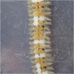 Amphiodia occidentalis