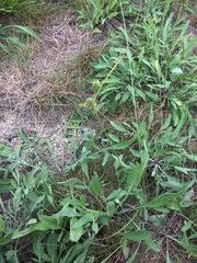 Cyperus lupulinus