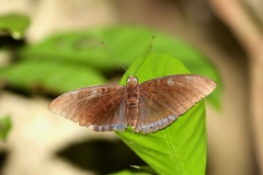 Tanaecia whiteheadi