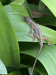 Anolis mariarum