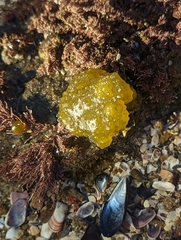 Colpomenia tuberculata