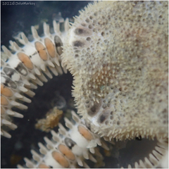 Amphiodia occidentalis