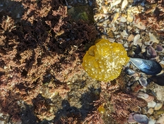 Colpomenia tuberculata