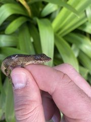 Anolis mariarum