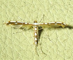 Cosmoclostis aglaodesma