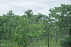 Terminalia brachystemma