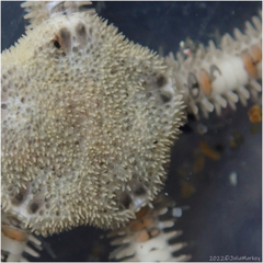Amphiodia occidentalis