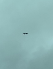 Haliaeetus leucocephalus leucocephalus