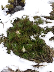 Aciphylla congesta