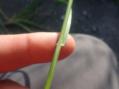 Cynosurus cristatus