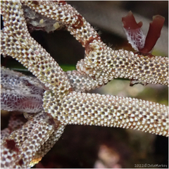 Jellyella tuberculata